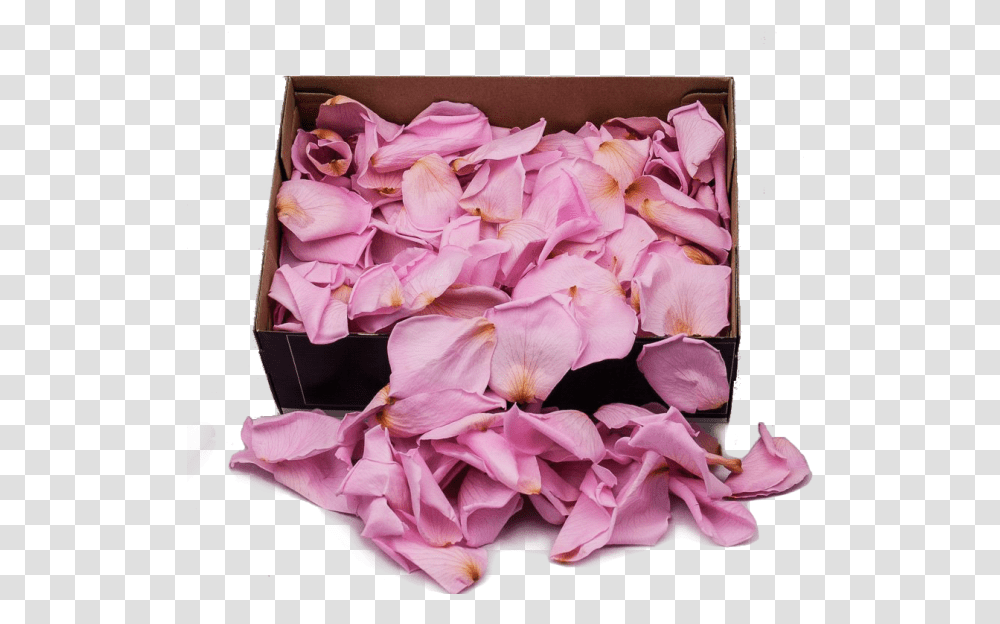 Preserved Rose Petals Hot Pink Artificial Flower Full Party Supply, Plant, Blossom, Geranium, Flower Bouquet Transparent Png