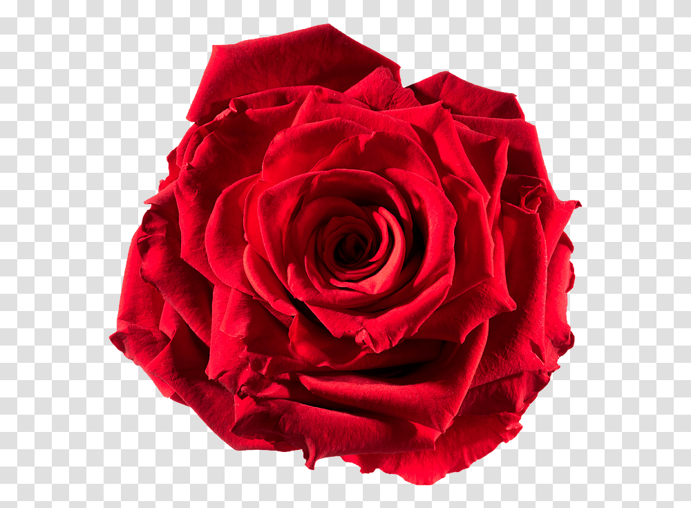 Preserved Rose Red Passion Floribunda, Flower, Plant, Blossom Transparent Png