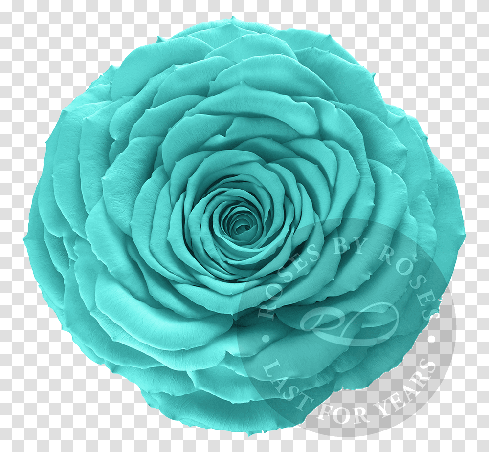 Preserved Turquoise Rose Premium Long Lasting Xl Turquoise Rose, Flower, Plant, Blossom, Pattern Transparent Png