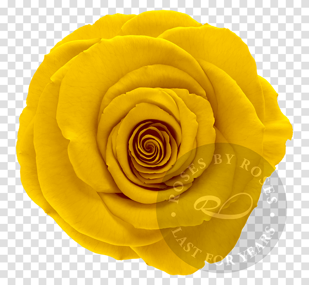 Presidential Garden Roses, Flower, Plant, Blossom, Petal Transparent Png