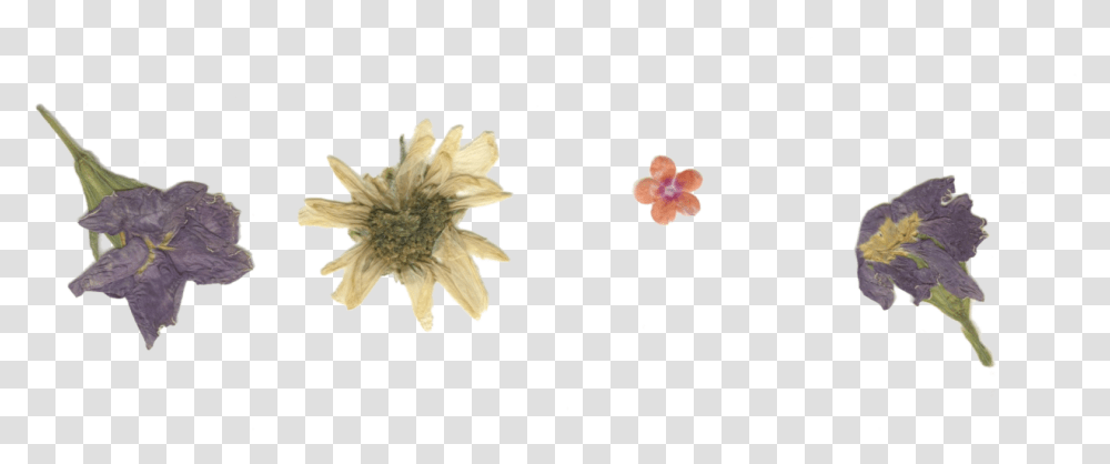 Pressed Dried Flowers, Plant, Blossom, Bird, Animal Transparent Png