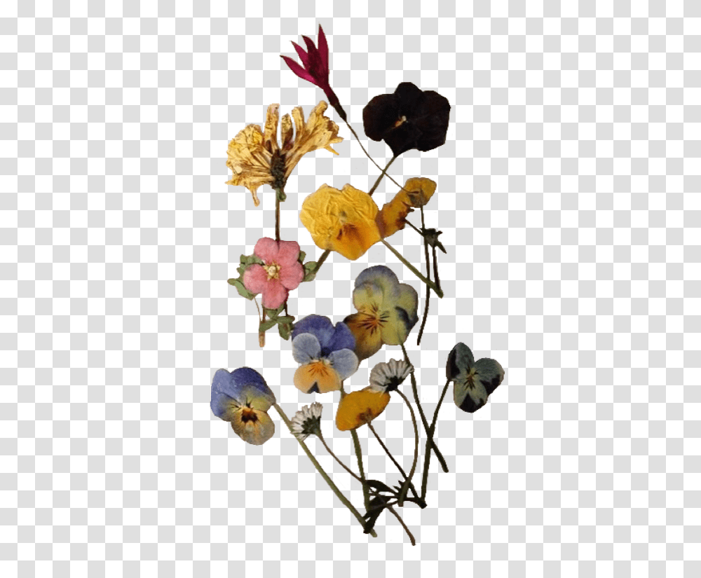 Pressedflowers Flowers Vintage Niche Nichememe Pressed Flowers, Plant, Blossom, Geranium, Petal Transparent Png