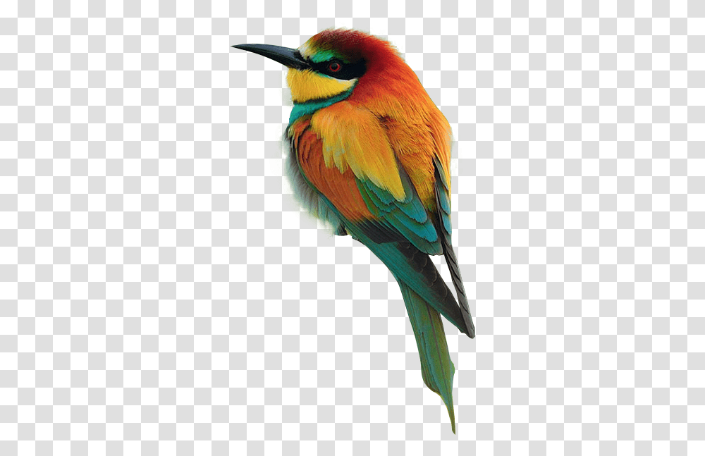 Pretty Bird Official Psds Beautiful Images Of Different Birds, Animal, Bee Eater, Parrot, Macaw Transparent Png