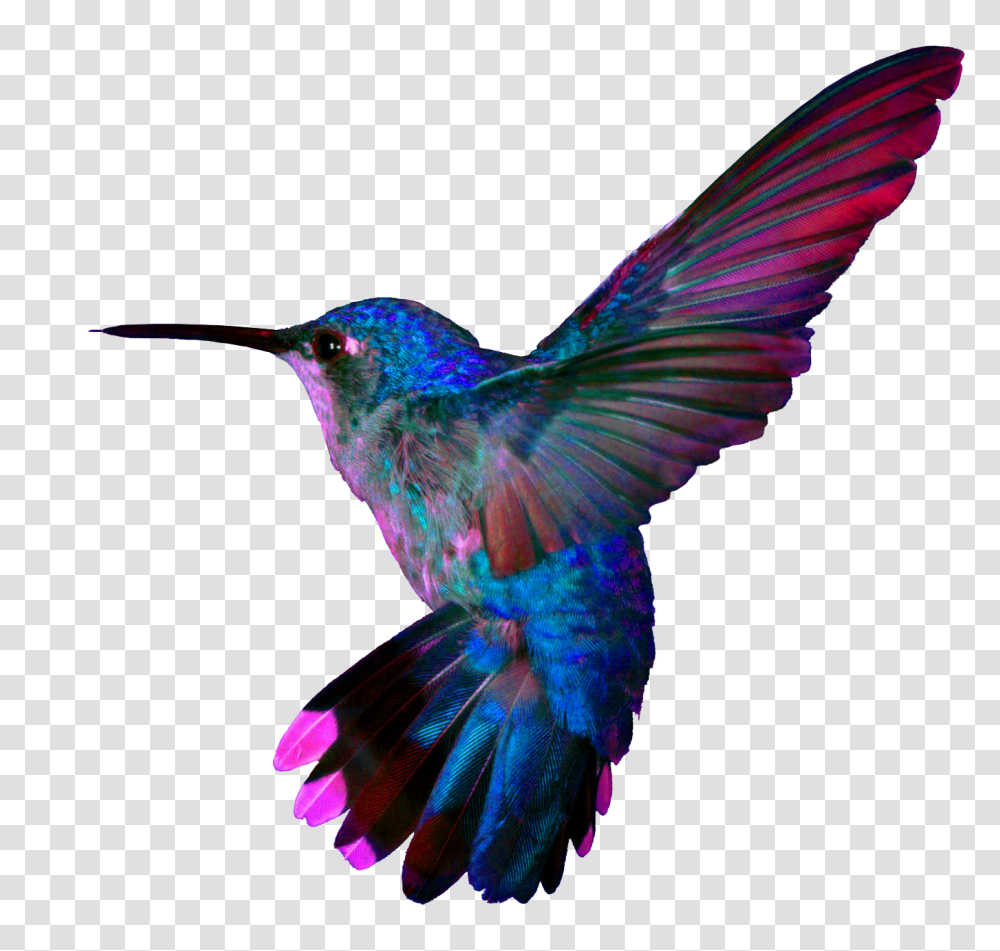 Pretty Birds Hummingbird, Animal, Bee Eater, Purple, Jay Transparent Png