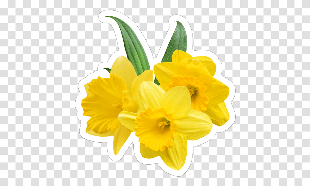 Pretty Daffodil Flower Sticker Daffodil Stickers, Plant, Blossom Transparent Png