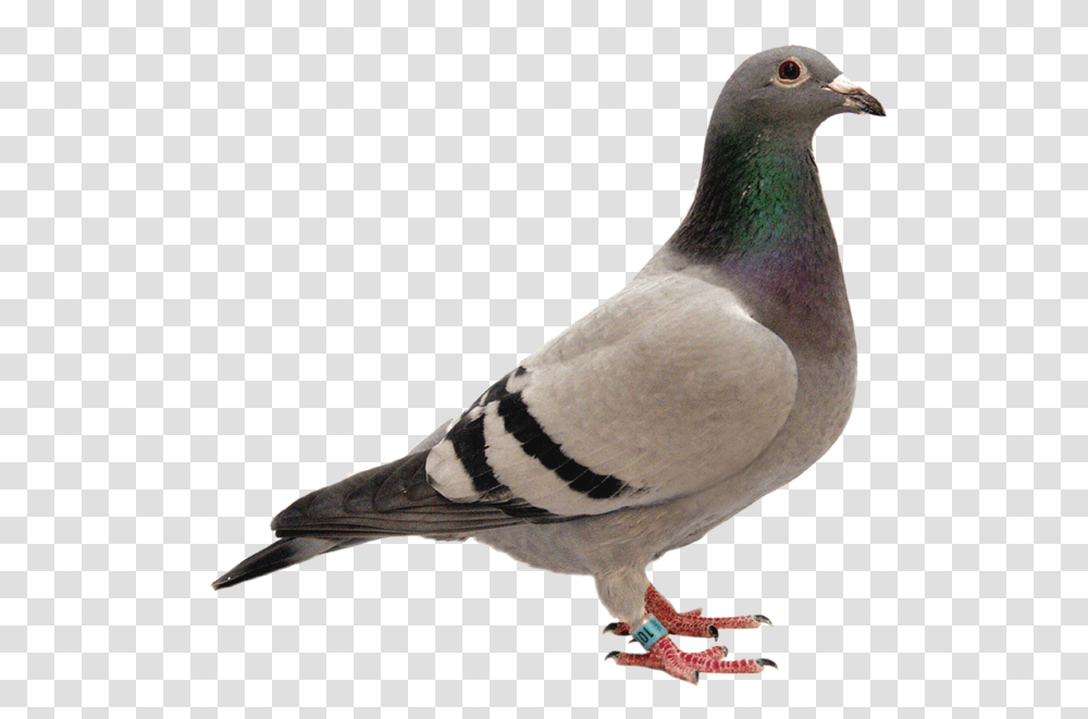 Pretty Pigeon Pigeon, Bird, Animal, Dove Transparent Png