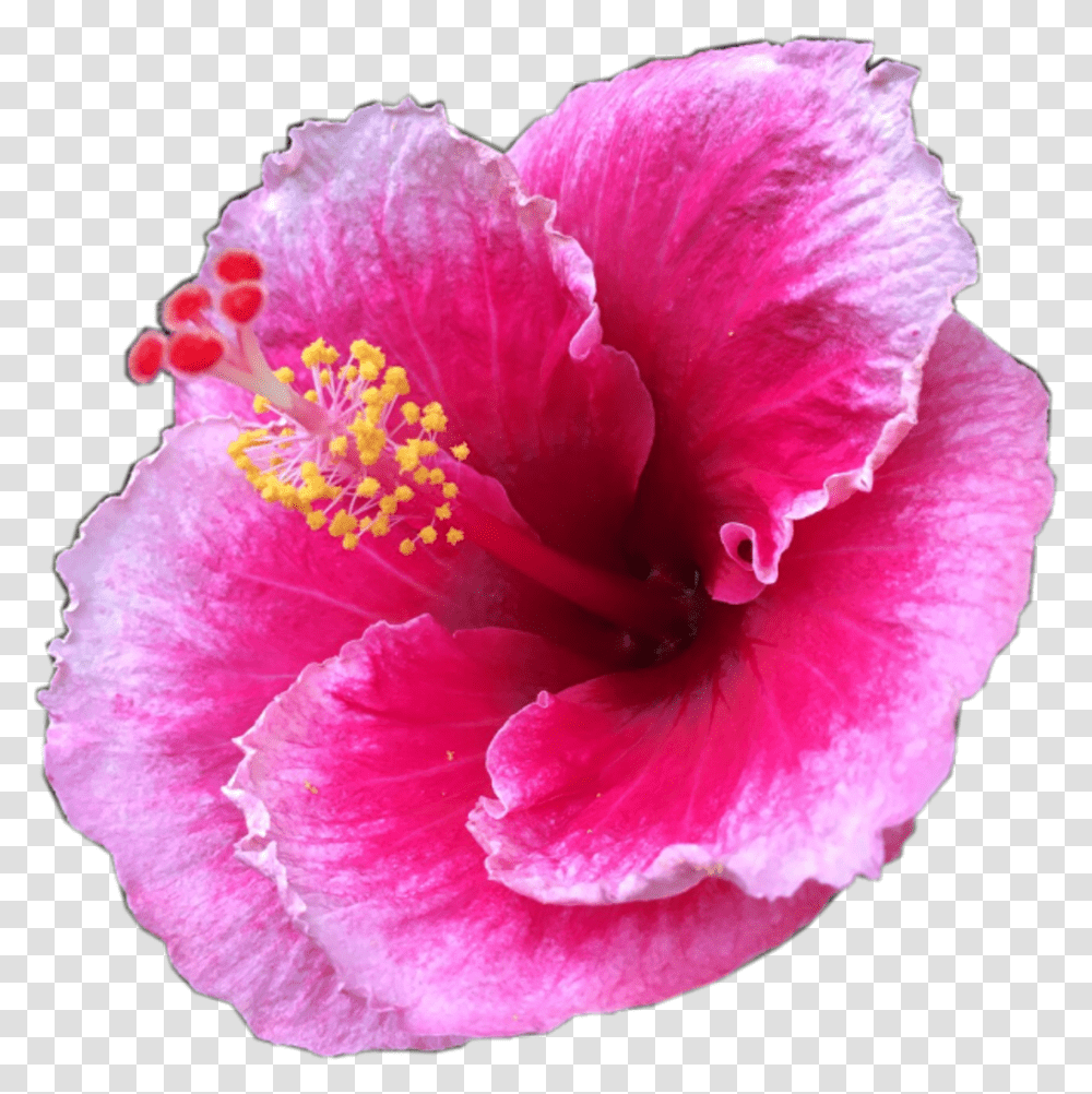 Pretty Pink Tropical Flower Tropicalflower Summer Flower, Plant, Rose, Blossom, Hibiscus Transparent Png