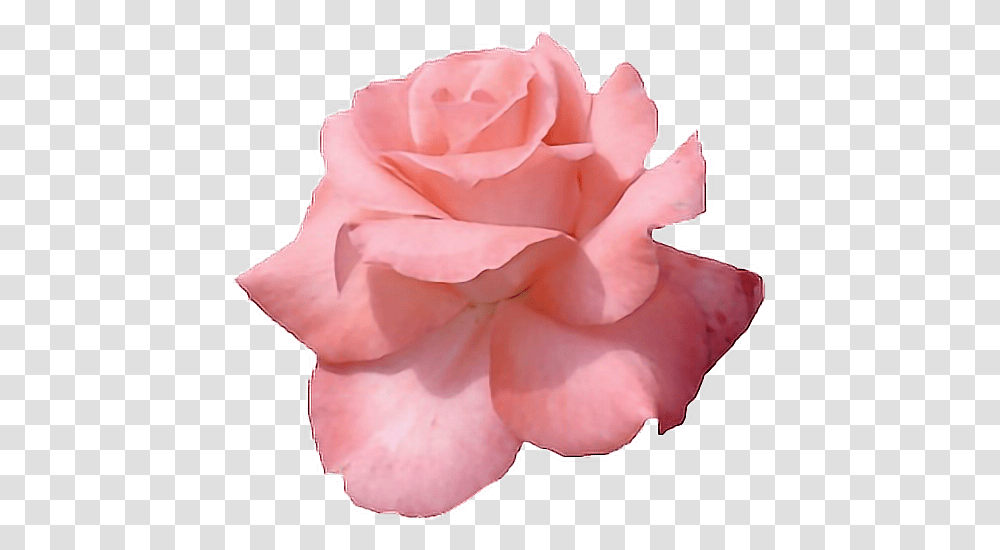 Prev Auronplays - Die Rosastrasse Roses Rose Gold Flower, Plant, Blossom, Petal, Carnation Transparent Png
