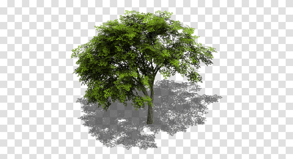 Preview Free Tree Cinema 4d Download, Plant, Oak, Potted Plant, Vase Transparent Png