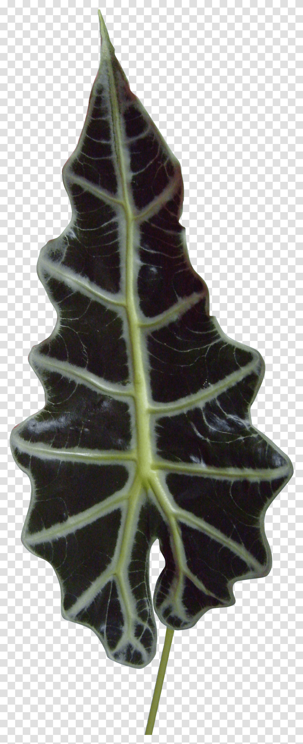 Preview Gingerbread, Veins, Leaf, Plant, Giraffe Transparent Png