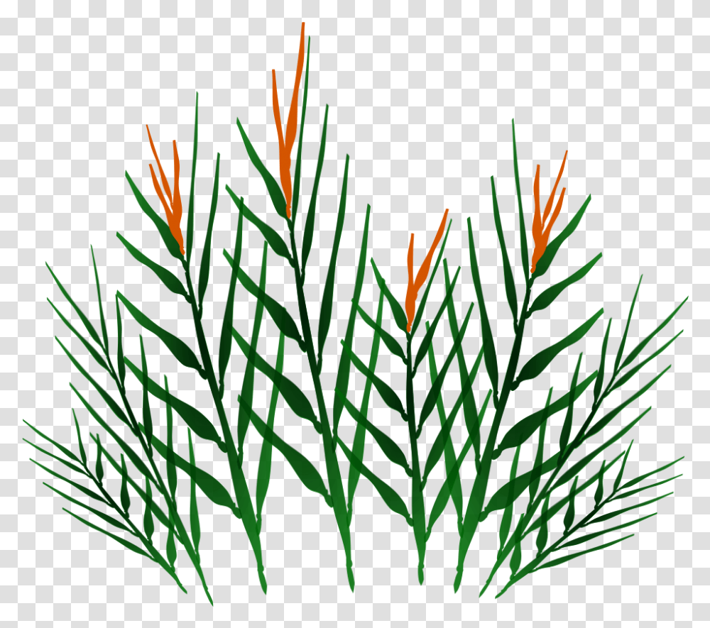 Preview Grass, Plant, Vegetation, Tree, Conifer Transparent Png