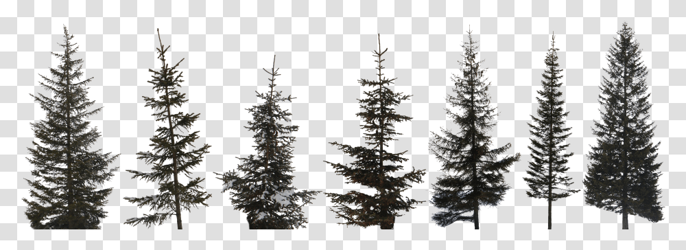 Preview High Resolution Pine Tree Transparent Png