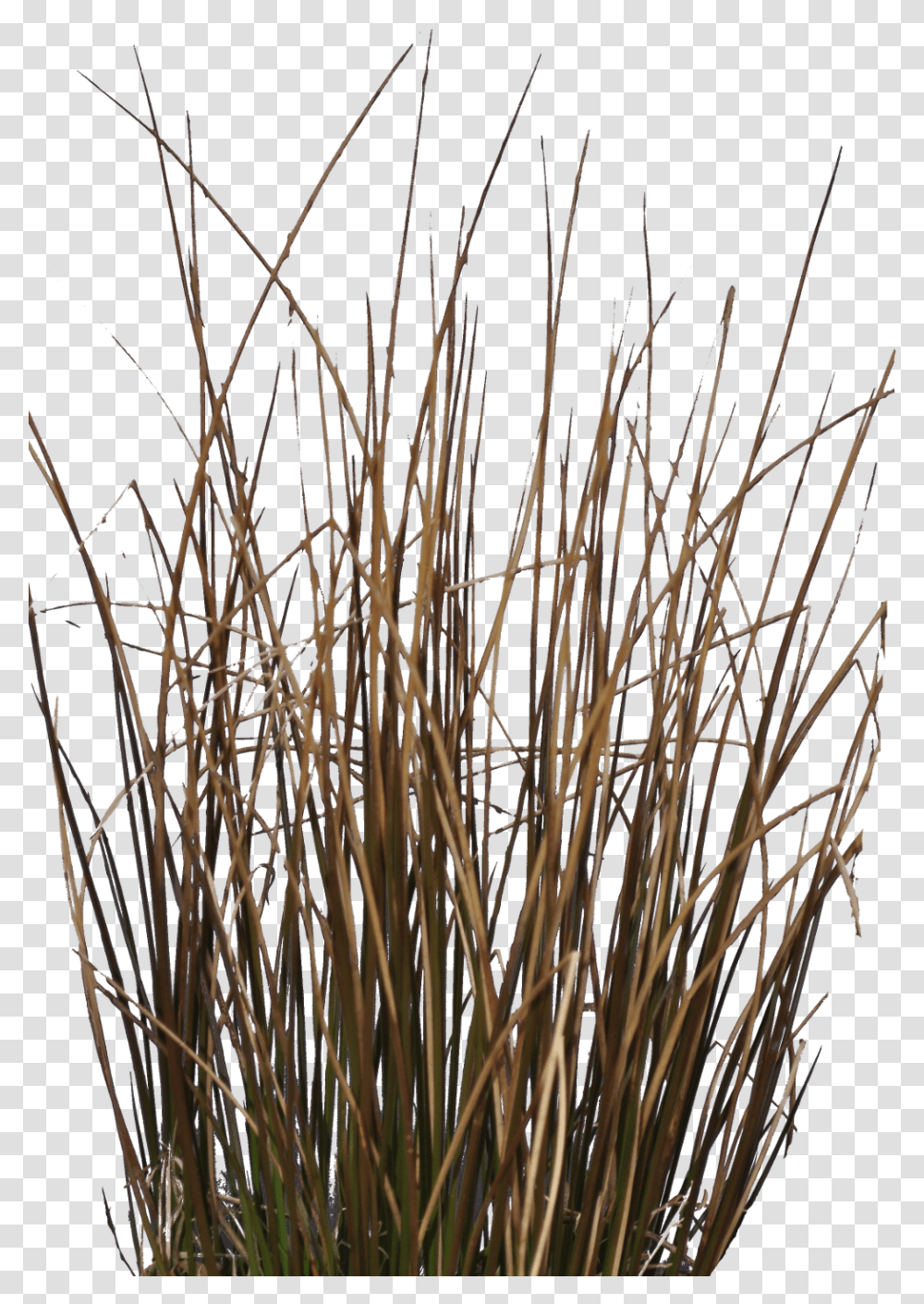 Preview Plant Stem, Grass, Lawn, Flower, Reed Transparent Png