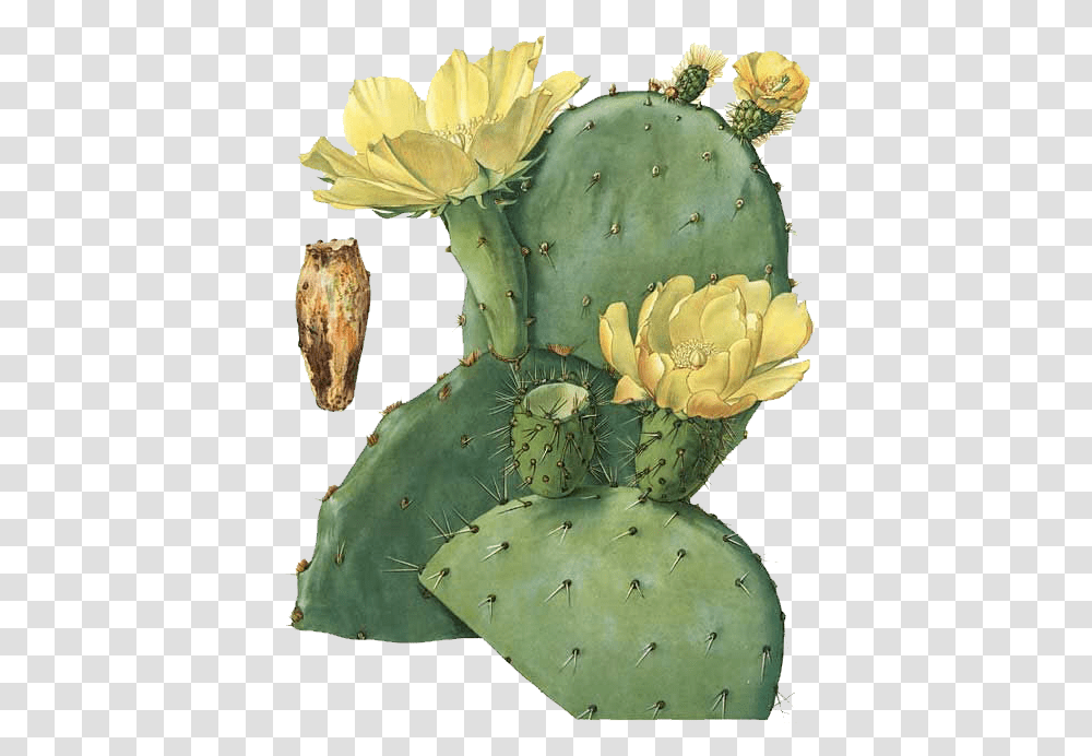 Prickly Pear Botanical Illustration Stock, Plant, Cactus Transparent Png