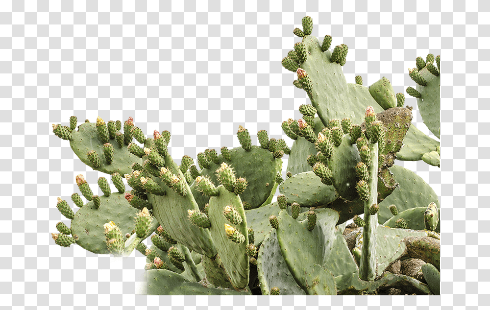 Prickly Pear Cactus Background, Plant Transparent Png