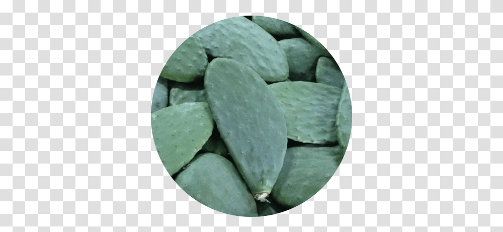 Prickly Pear Image Prickly Pear, Plant, Food, Fungus, Cactus Transparent Png