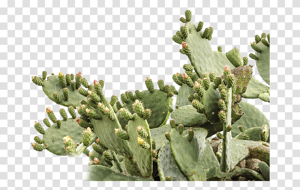 Prickly Pear Picture Prickly Pear Cactus, Plant Transparent Png