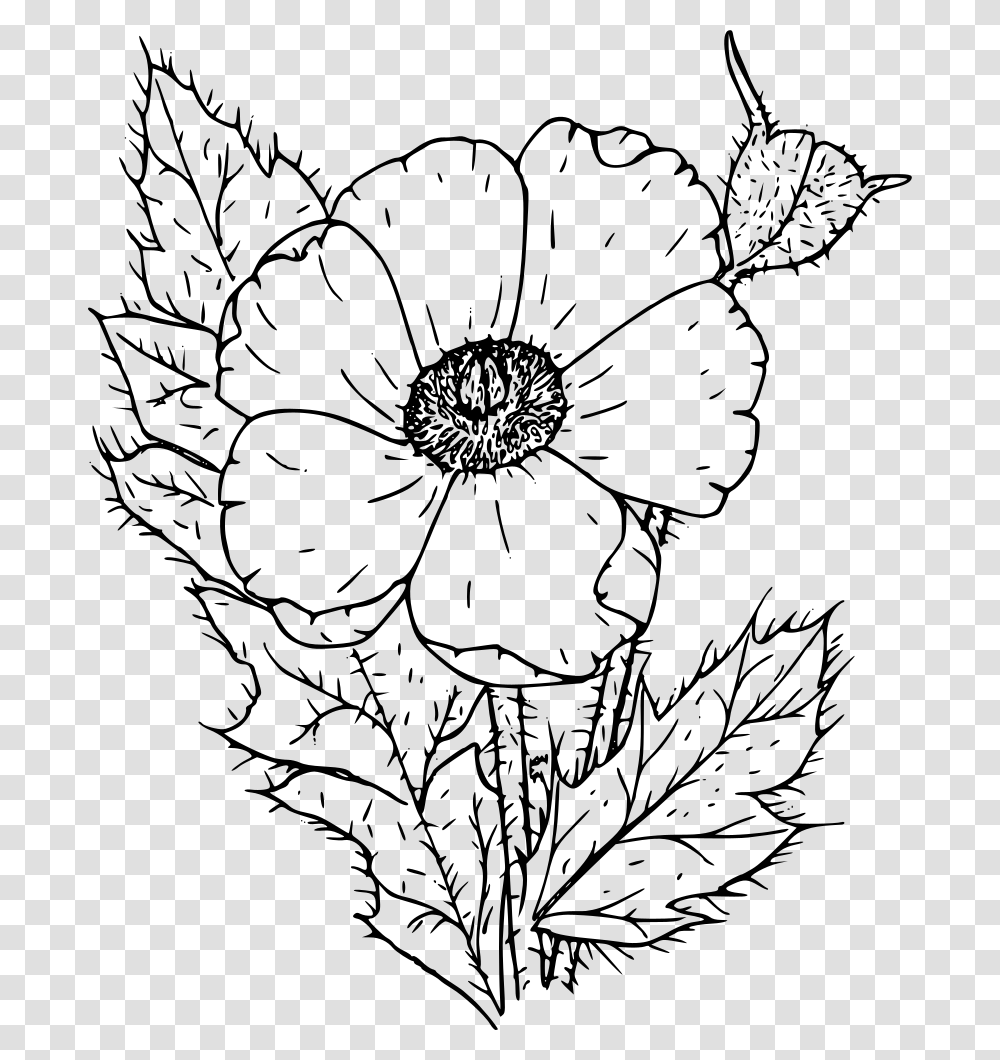 Prickly Poppy Poppies Black And White, Gray, World Of Warcraft Transparent Png