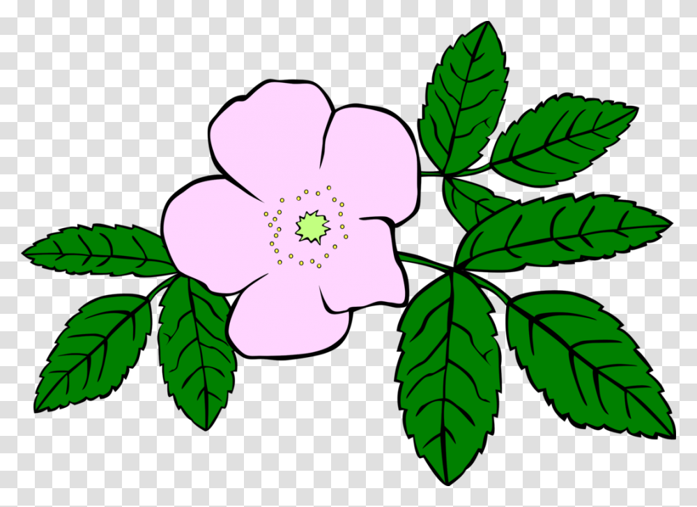 Prickly Wild Rose Drawing Download Flower Watercolor Painting Free, Leaf, Plant, Green, Blossom Transparent Png