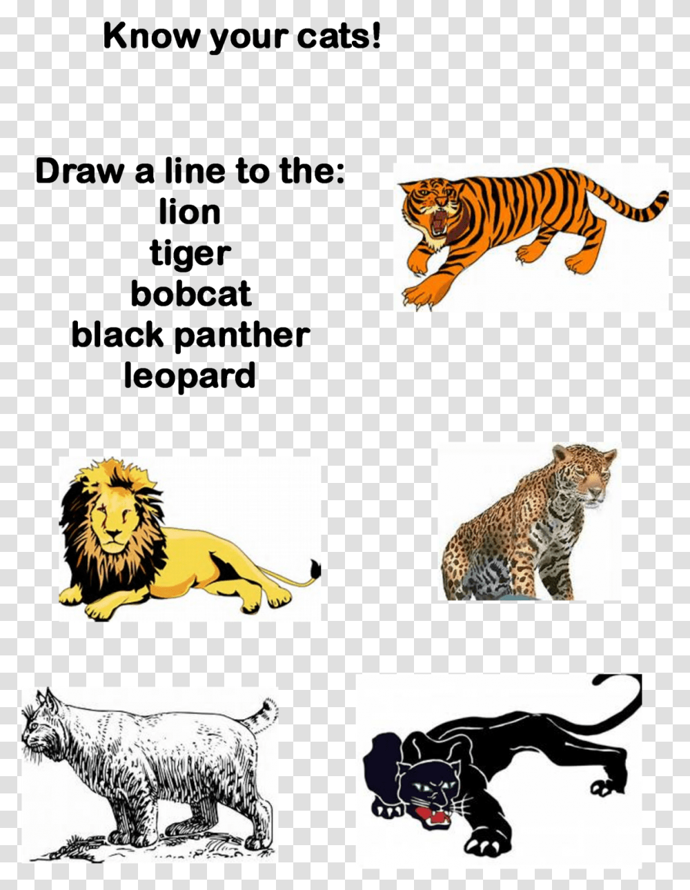 Pride Rock Siberian Tiger, Wildlife, Mammal, Animal, Panther Transparent Png