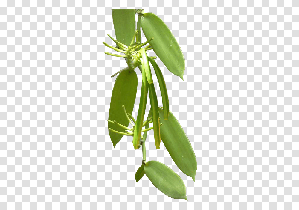 Prima Commodity Acianthera Pectinata, Plant, Flower, Leaf, Amaryllidaceae Transparent Png