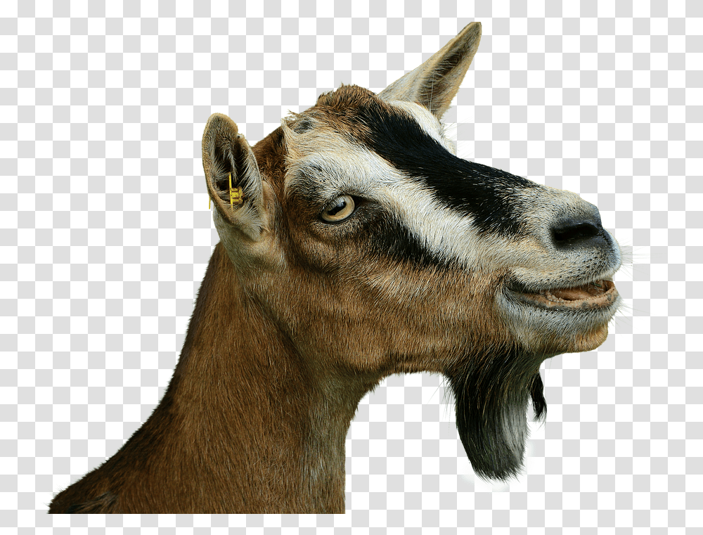 Prima Donna Goat Isolated Livestock Creature Ziege, Mammal, Animal, Antelope, Wildlife Transparent Png