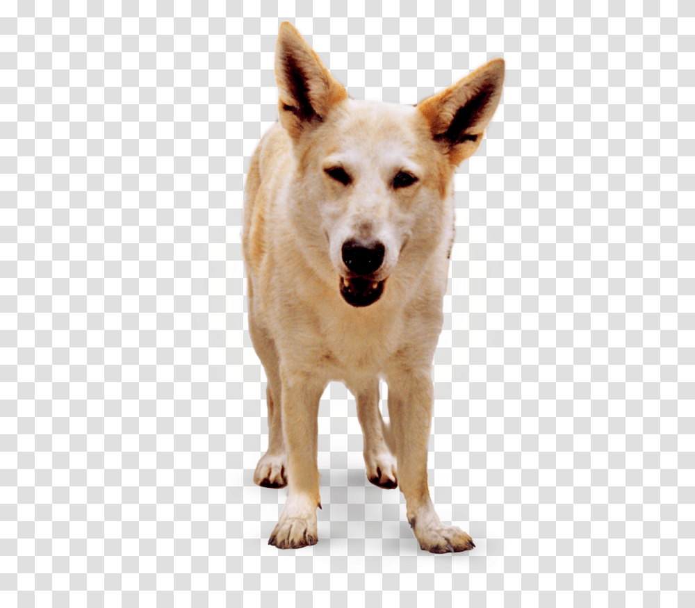 Primal Pet Foods Northern Breed Group, Dog, Canine, Animal, Mammal Transparent Png