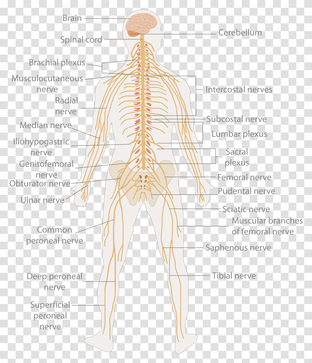 Primary Spinal Cord Tumours Human Body Nerve Cell, Person, Torso, Diagram Transparent Png