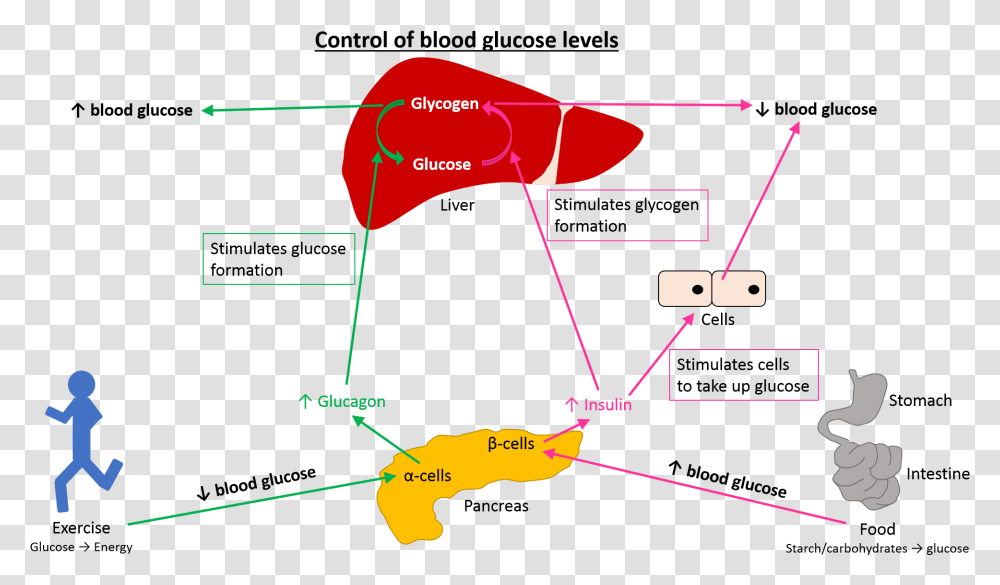 Prime Global Medical Communications Stress And Blood Glucose Levels, Nature, Outdoors, Plot, Diagram Transparent Png