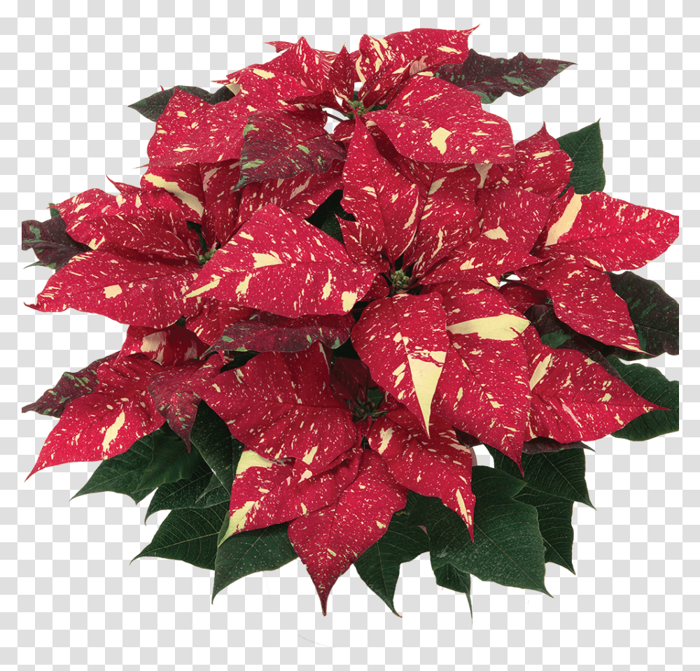 Primero Red Glitter Poinsettia, Plant, Leaf, Geranium, Flower Transparent Png