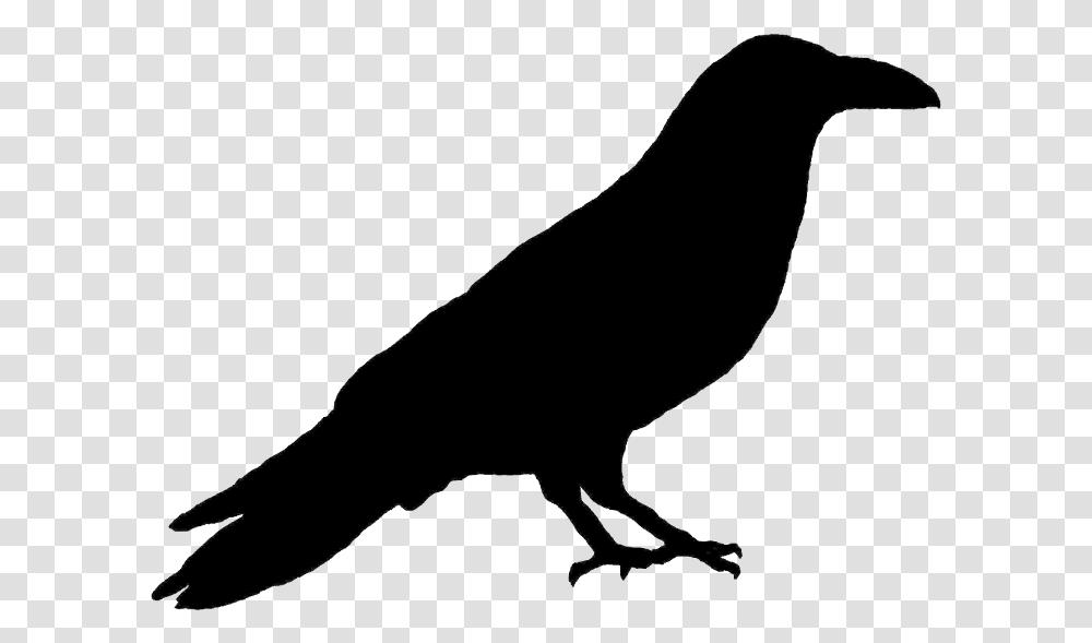 Primitive Crow Silhouette Common Raven, Animal, Bird, Pigeon, Dove Transparent Png