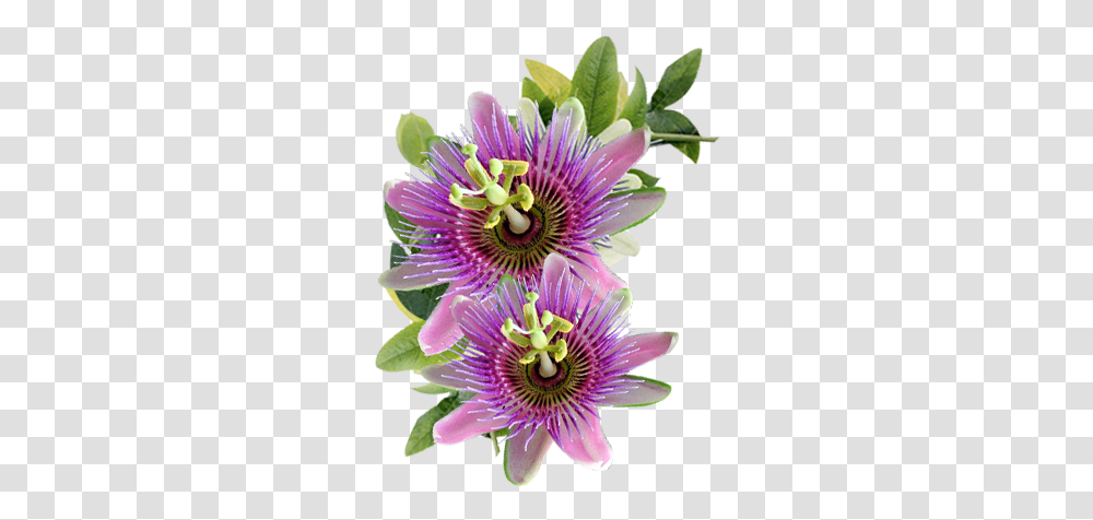 Primmalai Product Passion Flower, Plant, Anther, Pollen, Purple Transparent Png