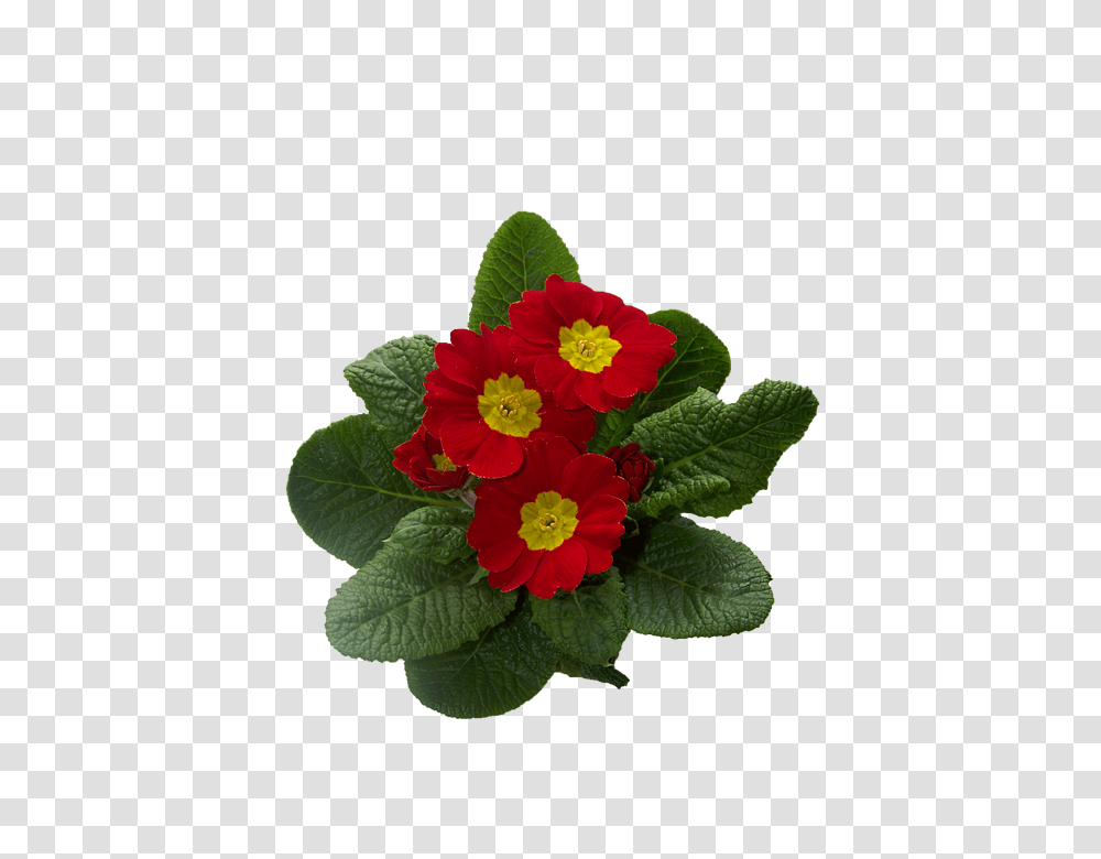 Primrose 960, Flower, Plant, Geranium, Blossom Transparent Png