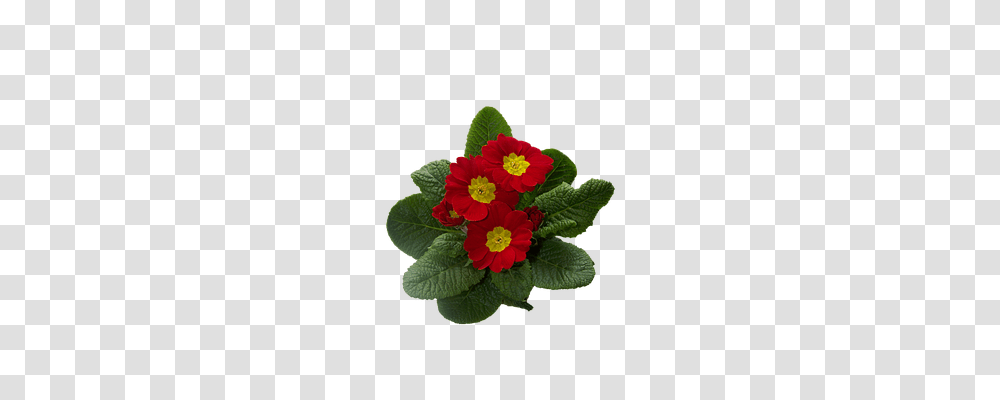 Primrose Nature, Plant, Leaf, Flower Transparent Png