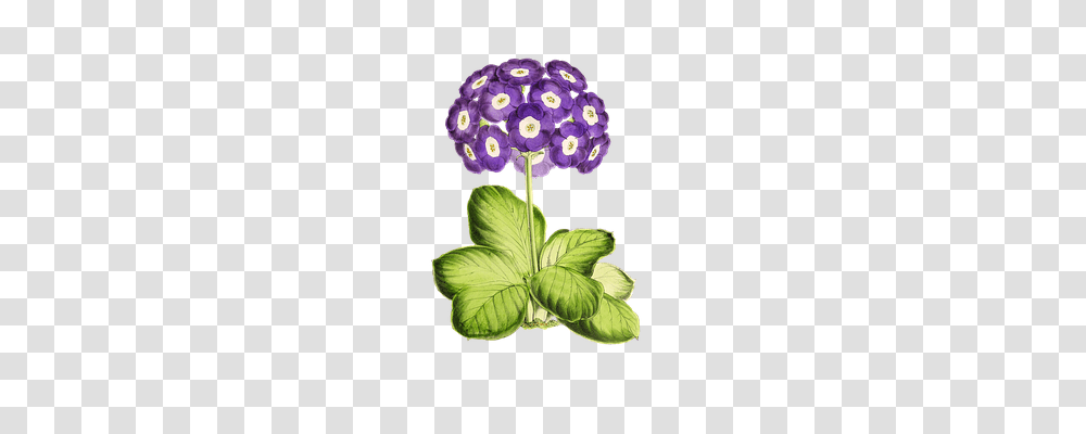 Primrose Nature, Plant, Geranium, Flower Transparent Png