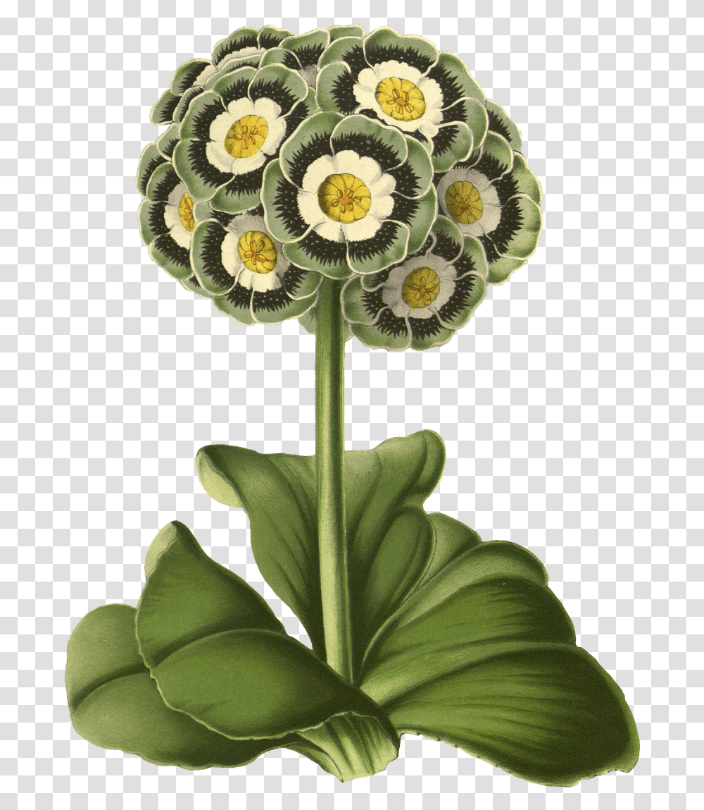 Primrose Drawing Stickpng Flowers Painted Vintage, Plant, Blossom, Daisy, Daisies Transparent Png