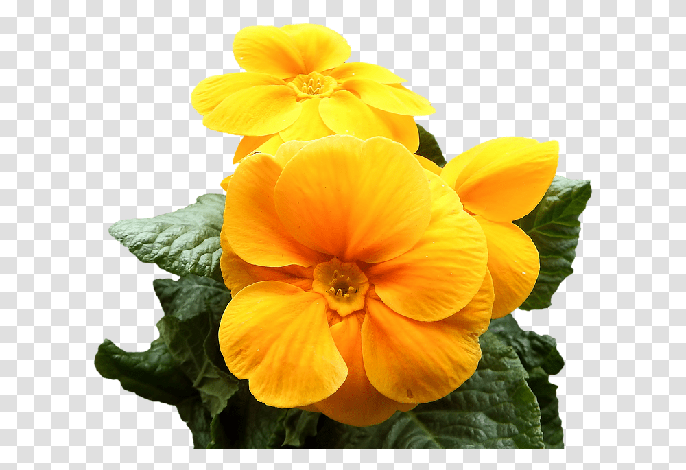 Primrose Yellow Flowers Free Image On Pixabay Primrose, Plant, Blossom, Geranium, Pansy Transparent Png