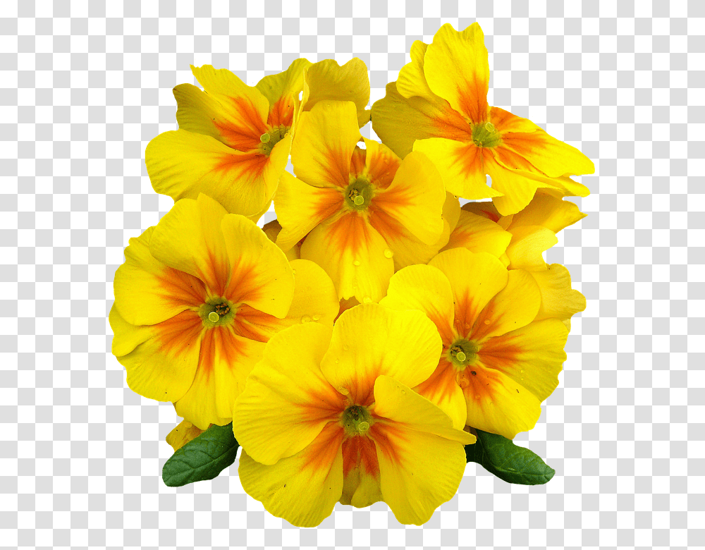 Primroses 960, Flower, Geranium, Plant, Blossom Transparent Png