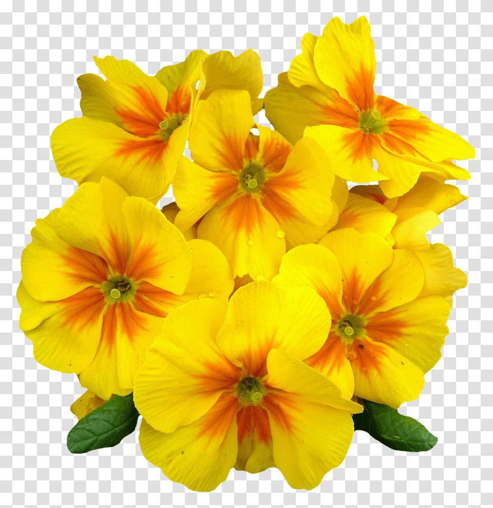Primroses Nature, Geranium, Flower, Plant Transparent Png