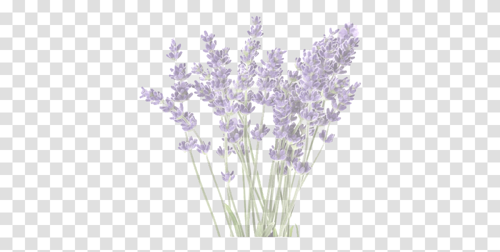 Prince Edward County Lavender Farm Lavender Flower, Plant, Blossom, Iris, Purple Transparent Png