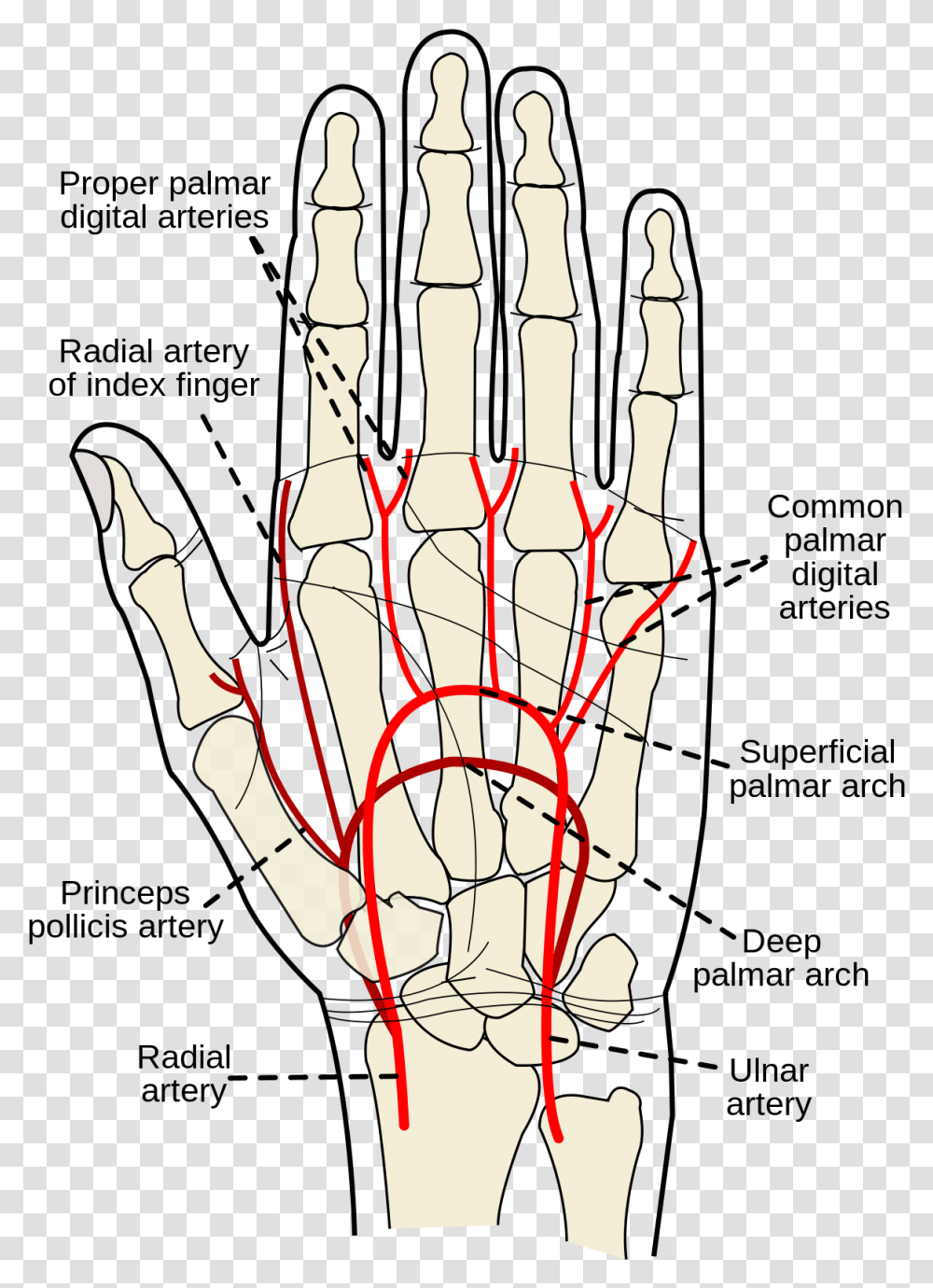 Princeps Pollicis Artery, Hand, Chess, Game, Claw Transparent Png