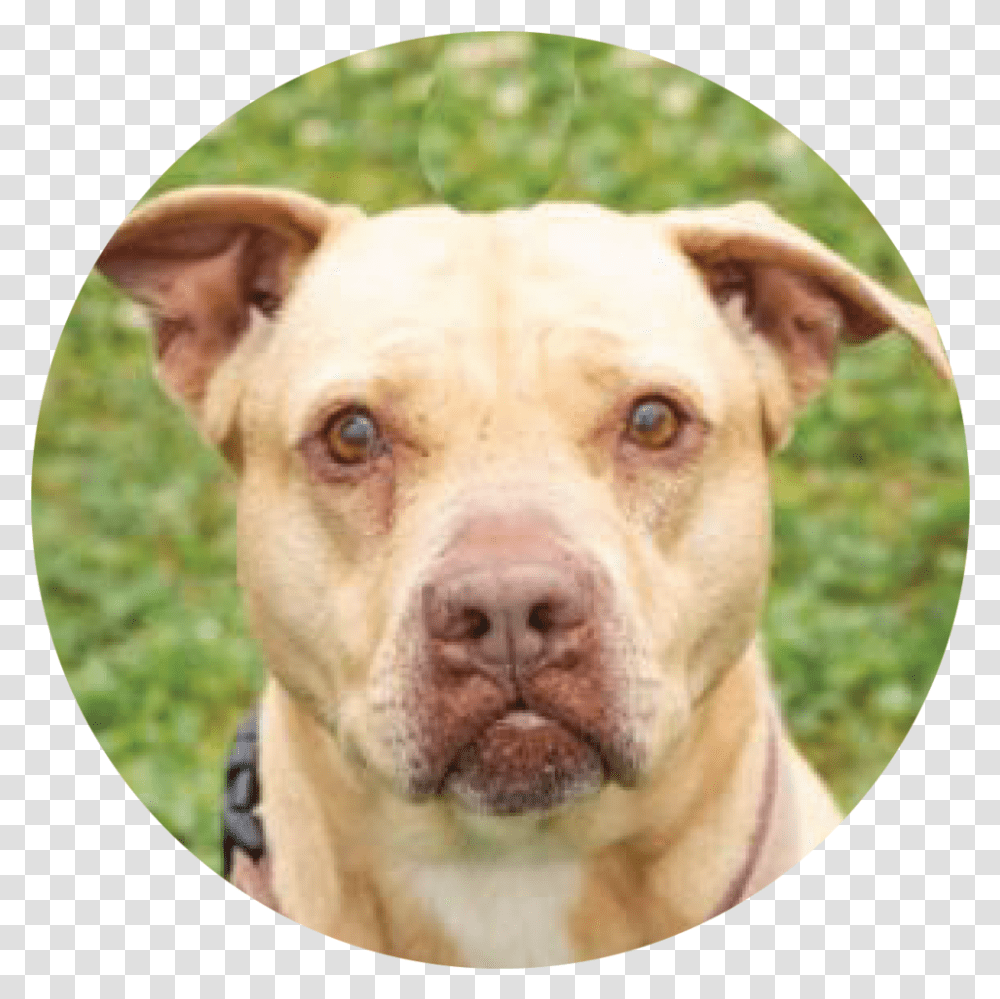 Princess 02 American Pit Bull Terrier, Pitbull, Bulldog, Pet, Canine Transparent Png