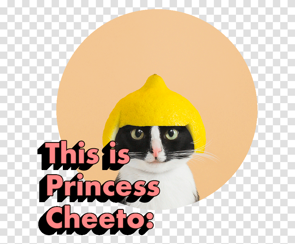 Princess Cheeto Snowshoe, Label, Text, Bird, Animal Transparent Png