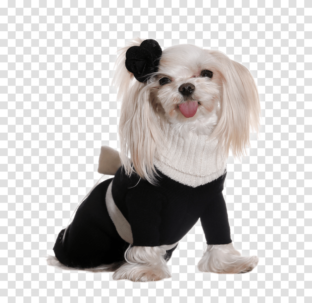 Princess Dress Dog Costume Background, Figurine, Canine, Mammal, Animal Transparent Png