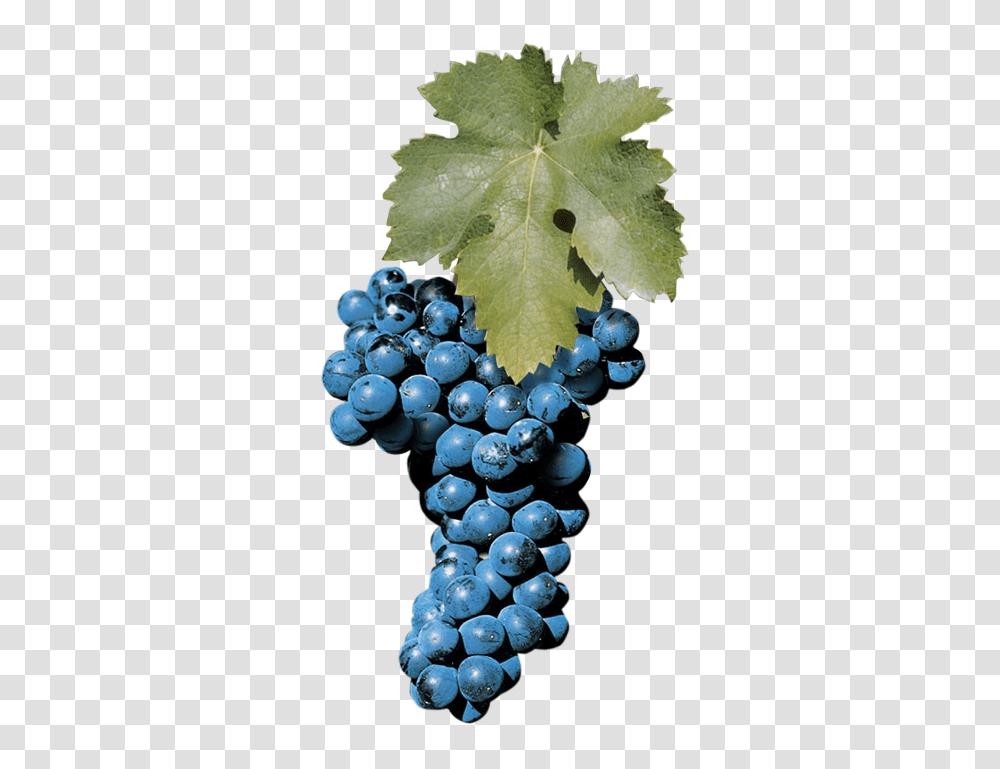 Principal Grapes, Plant, Fruit, Food, Blueberry Transparent Png