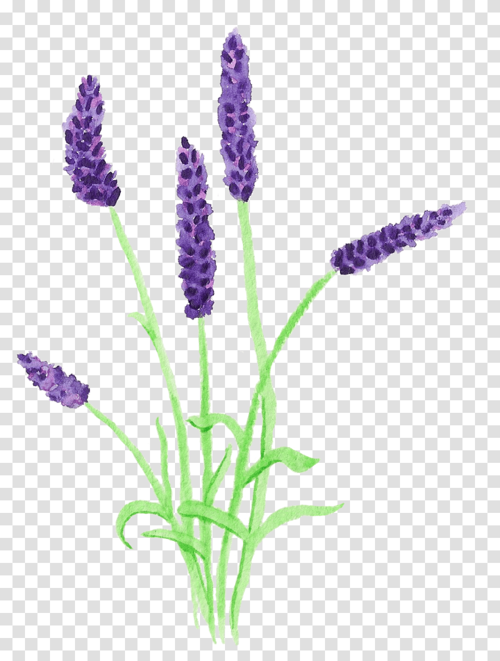Print Flower Vectoriel Lavande, Plant, Blossom, Lavender, Lupin Transparent Png