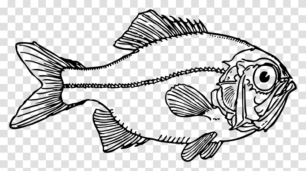 Printable, Fish, Animal, Cod, Perch Transparent Png