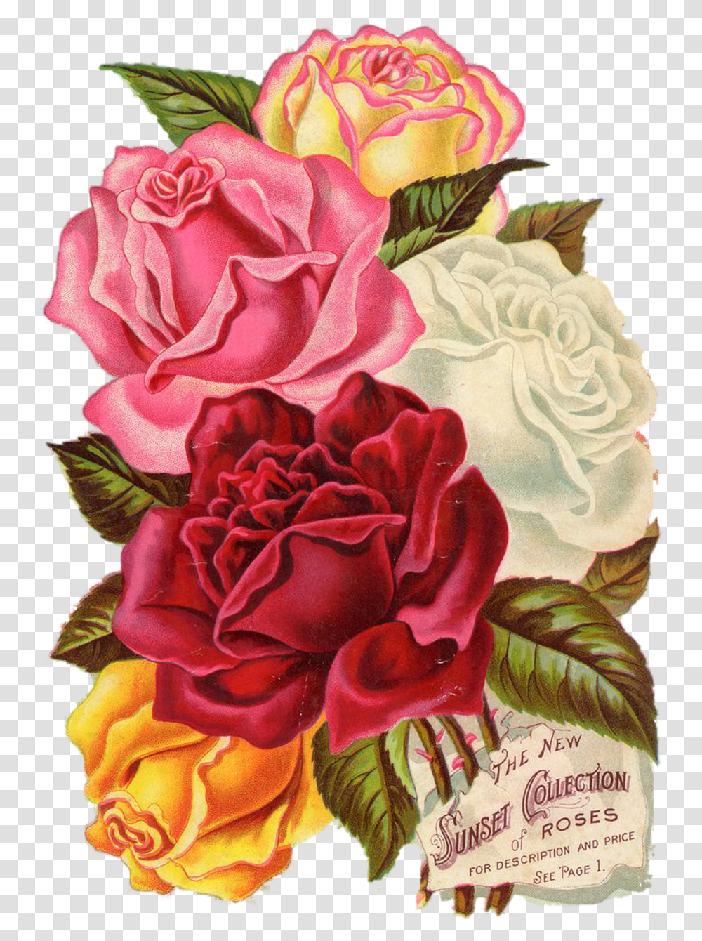 Printable Flower Scrapbook Design, Plant, Blossom, Floral Design, Pattern Transparent Png