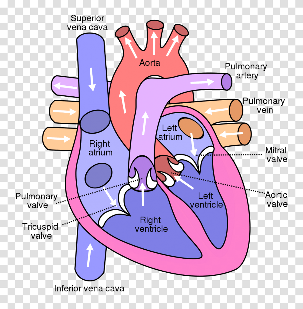 Printable Heart Diagram Structure Of Human Heart, Hand, Text, Stomach, Label Transparent Png
