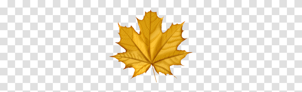 Printable Templates Autumn, Leaf, Plant, Tree, Maple Leaf Transparent Png